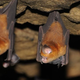 Illustration for article titled Bats Played a Crucial Role in Evolution of Hepatitis Virus